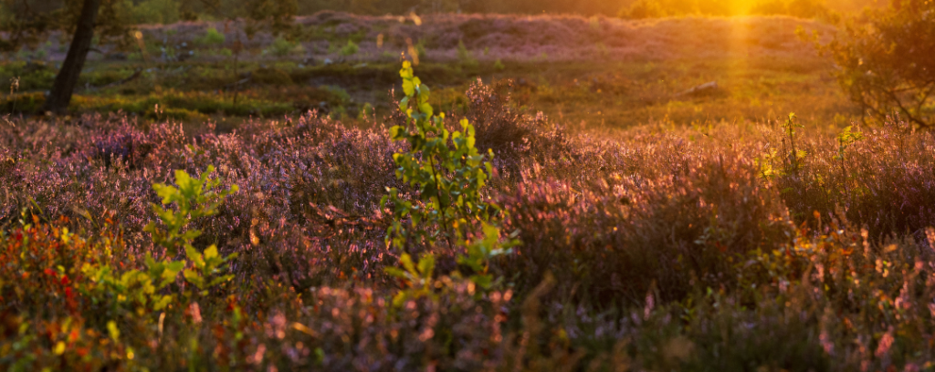 Natuur Ommen