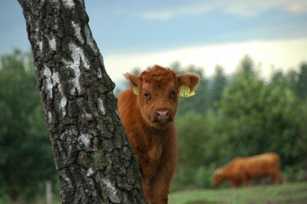 Kalfje van de schotse hooglanders, ronddwalend op de Wezepse heide - Dick vd Graaf