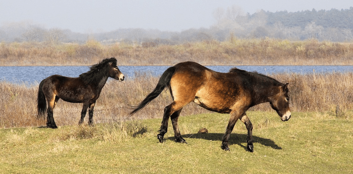 Kennemerland Bij Haarlem