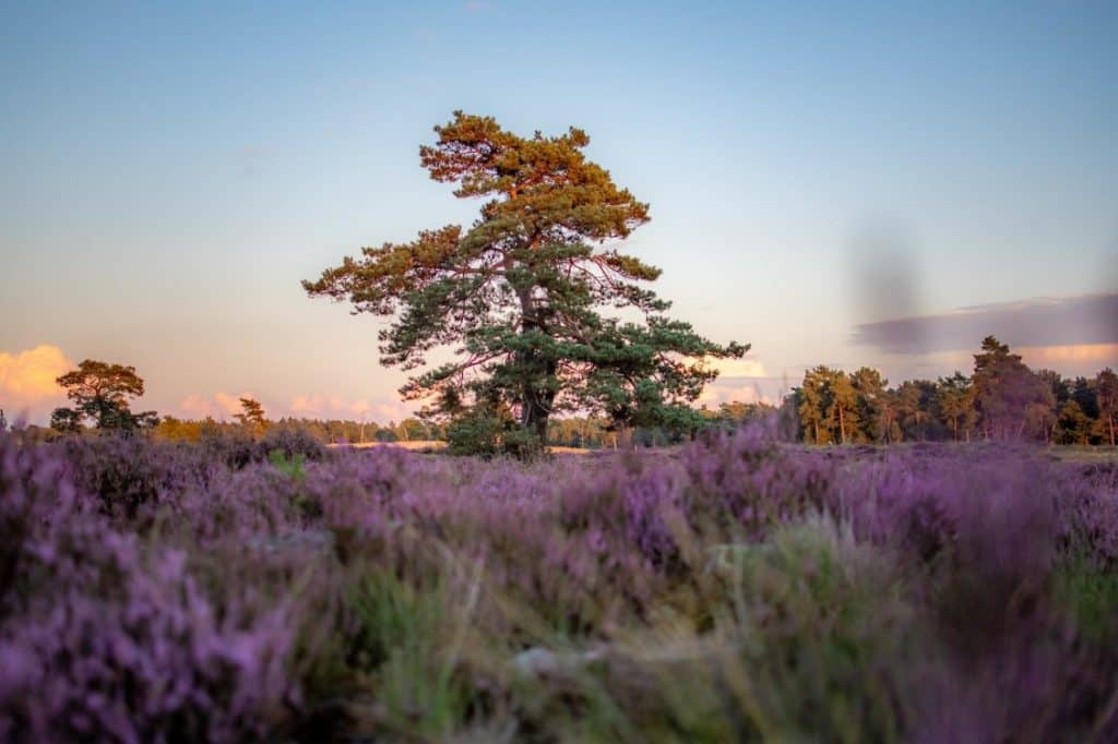 Losloop gebied Loonse Drunense Duinen