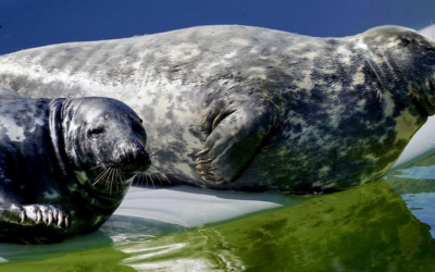 AquaZoo Leeuwarden met korting