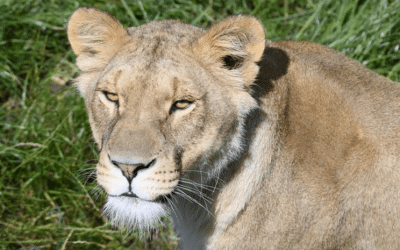 Goedkoop dagje uit naar Safaripark Beekse Bergen met trein + entree