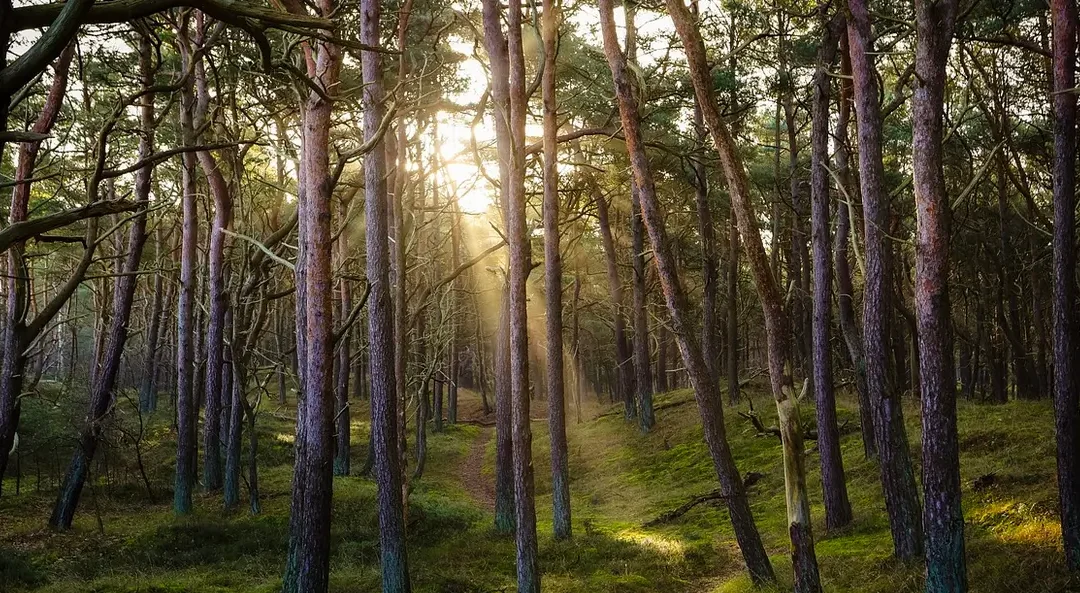 8 Leuke boswandelingen in Nederland