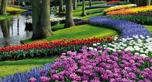 12 mooie bloemenroutes in Nederland
