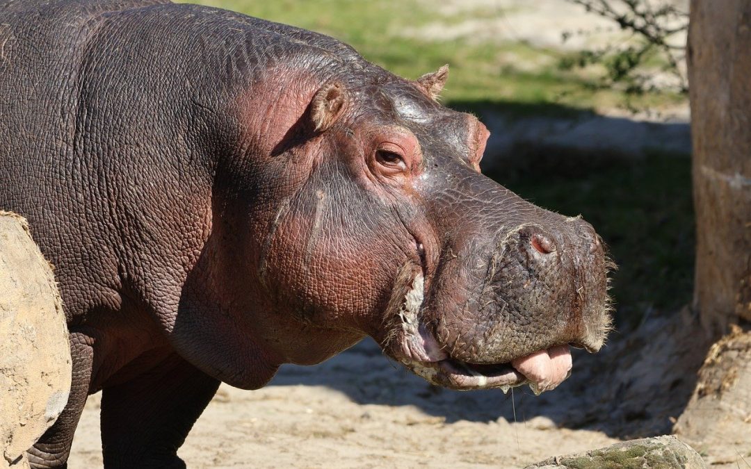 Trein naar WILDLANDS Adventure Zoo Emmen