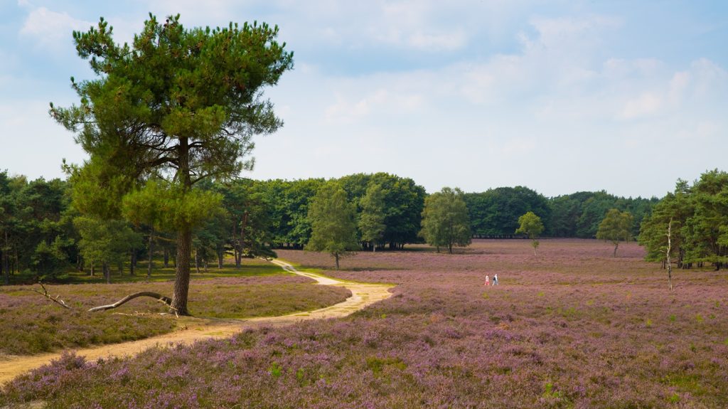 Gemeente Oldebroek Wezepsche Heide