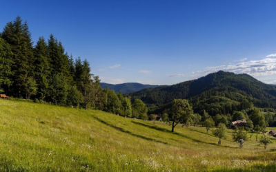 5 prachtige wandelroutes in het Zwarte Woud